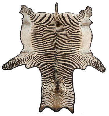 Lot 1119 - Plains Zebra (Equus quagga), modern, full skin rug, backed onto black felt, 319cm long