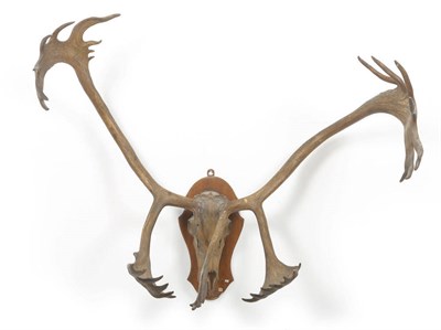 Lot 1121 - Barren Ground Caribou (Rangifer tarandus groenlandicus), Labrador, skull with antlers, 22+11,...