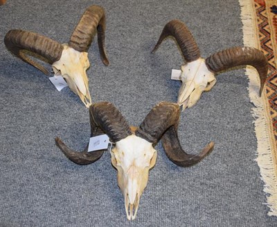 Lot 1075 - Antlers/Horns: Domestic Ram & Mouflon Horns, circa late 20th century, a set of Domestic Ram...