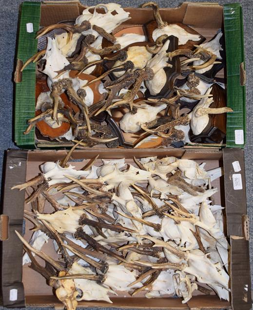 Lot 1076 - Antlers/Horns: European Roebuck (Caperolus capreolus) circa late 20th century, twenty various...