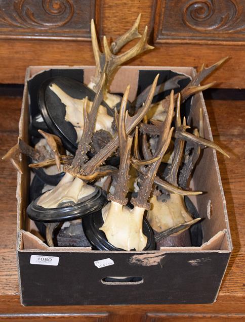 Lot 1080 - Antlers/Horns: European Roebuck (Capreolus capreolus), dated from 1903-1935, fourteen sets of adult