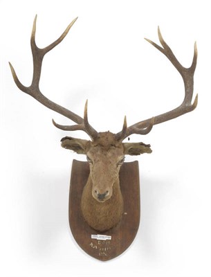 Lot 1123 - Hangul or Kashmir Stag (Cervus elaphus hanglu), head mount, 5+6, 94cm long, tip to tip 38cm