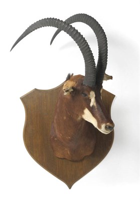 Lot 1125 - Sable Antelope (Hippotragus niger), modern, head mount, right horn 110cm, left horn 111cm