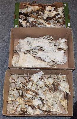 Lot 1119 - Antlers/Horns: European Roebuck (Capreolus capreolus) circa late 20th century, thirty sets of...