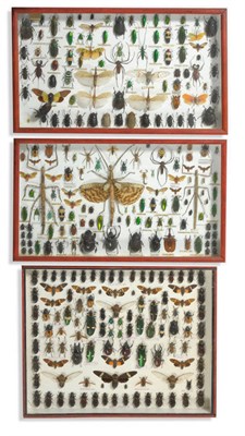 Lot 1129 - Insects: Three Glazed Wall Hanging Cases, comprising a diverse collection of insects, many Thailand