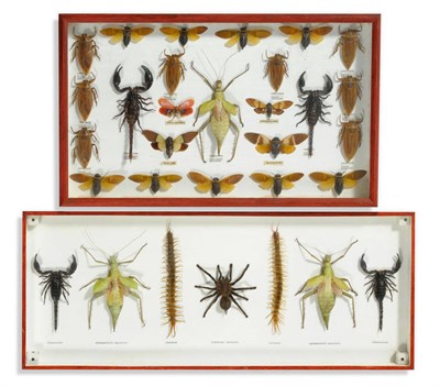 Lot 1130 - A Case of Seven Spiders, Insects and Scorpions, including Palamnaersus (x2) Heteropteryx...