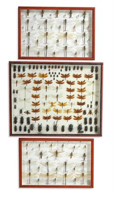 Lot 1132 - Insects and Beetles, mainly dragonflies and related, including Aeshna grandis A.cyanea...