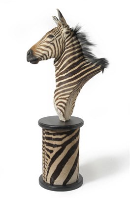 Lot 1136 - Plains Zebra (Equus quagga), modern, shoulder mount, freestanding, on an ebonised wood drum...