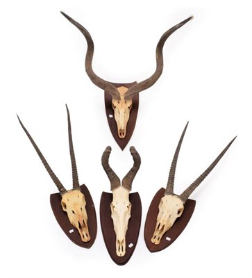 Lot 1207 - Horns/Skulls: A Collection of African game Trophies, circa 1990, South Africa, comprising - two...