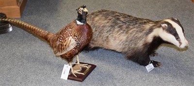 Lot 1208 - Taxidermy: European Badger full mount in walking pose together with a full mount Ring-necked...