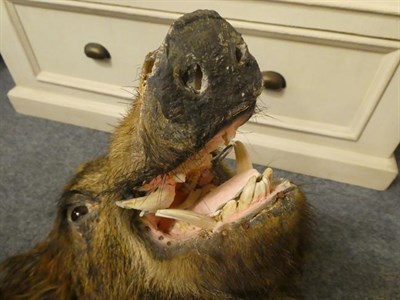 Lot 1209 - Taxidermy: European Wild Boar (Sus scrofa), circa late 20th century, young adult head mount looking
