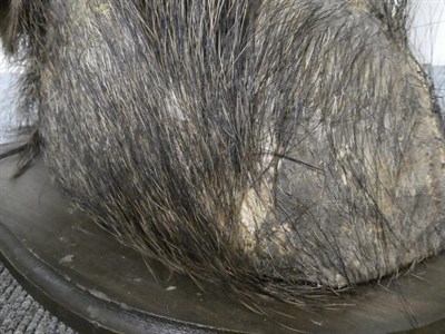 Lot 1209 - Taxidermy: European Wild Boar (Sus scrofa), circa late 20th century, young adult head mount looking