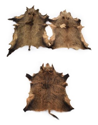 Lot 1211 - Hides/Skins: European Wild Boar Hides (Sus scrofa), circa late 20th century, three full adult...