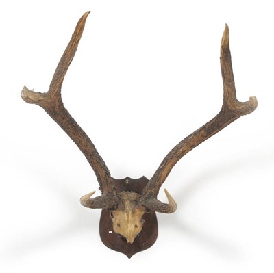 Lot 1138 - Sambar (Cervus unicolor), Capt J Brander Dunbar, antlers on frontlet, 94cm long, tip to tip 72.5cm