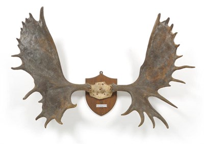 Lot 1139 - Moose (Alces alces), North America, antlers on frontlet, 15+14, 96.5cm long, tip to tip 94cm,...