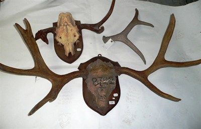 Lot 1140 - Russian Elk (Alces alces camaloides), antlers on frontlet, 3+5, 68cm long, tip to tip 94.5cm;...