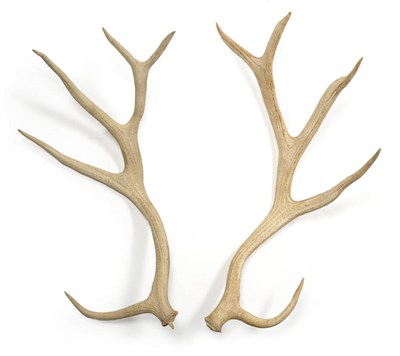 Lot 1141 - White-Lipped Deer (Cervus albirostris), Quanshae Province, cast right antler, 5 points, 87.5cm...