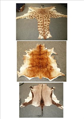 Lot 1143 - Giraffe (Giraffe camelopardalis), modern, tanned skin, with truncated limbs, 393cm from (cut)...