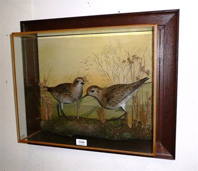 Lot 1144 - Golden Plover (Pluvialis apricaria), by A J Armistead, Darlington, 1986, two full mounts, on...