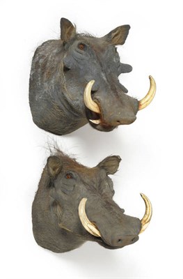 Lot 1145 - Warthog (Phacochoerus africanus), modern, head mount, right upper tusk 22cm, left upper tusk...