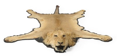 Lot 1146 - Lion (Panthera leo),  circa 2000, male, rug with head mount, upon black felt, 310cm nose to...