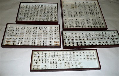 Lot 1147 - Bees, miscellaneous species, including Bombus ruderarius B.pascuorum (Carder bee) B.soroensas	...