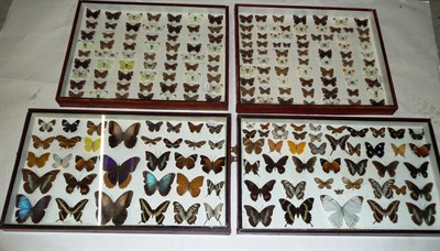 Lot 1148 - A Collection of British Butterflies, in two glazed wall hanging cases, including White Letter...