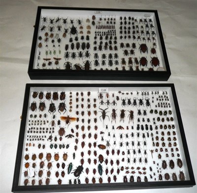 Lot 1149 - A Collection of Diverse Insects and Beetles, contained in two glazed cases with black edge...