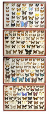 Lot 1150 - A Collection of World Butterflies, in four glazed wall hanging cabinets, including Morpho amathante