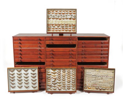 Lot 1151 - Comprehensive Moth Collection, a forty-five drawer, three bank specimen chest, mainly British...