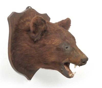 Lot 1152 - Brown Bear (Ursus arctos horribilis), circa 1920, head mount, with open jaw, on stained figured...