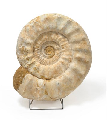 Lot 1154 - Giant Ammonite (Species: Titinites), Jurassic, 180 million years, 43cm diameter (max)