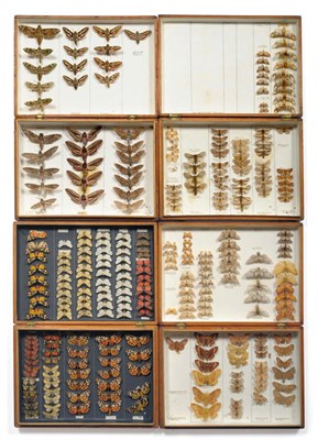 Lot 1162 - Butterflies and Moths: four entomological store boxes containing British moths, Tigers, Eggars,...