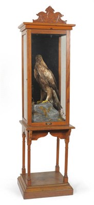 Lot 1163 - Golden Eagle (aquila chrysaetos), 1913, full mount, in pitch pine display case  Name and address of