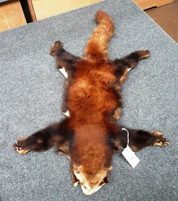 Lot 1164 - Red Panda (Ailurus fulgens), circa 1938, prepared skin, 97cm nose to tail tip (a/f, some with...