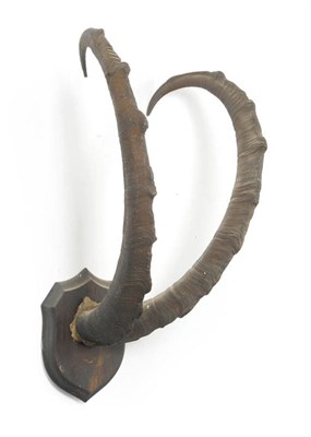 Lot 1165 - Sind Ibex or Persian Pasang (Capra aegagrus hircus), Record Class, horns on frontlet, right...