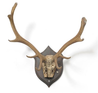 Lot 1166 - Red Deer (Cervus elaphus hippelaphus), Devon & Cornwall Staghounds, Found Haddon Hill, Taken Steat