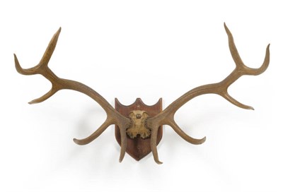 Lot 1167 - Tibetan Red Deer or Shou (Cervus elaphus wallichi), antlers on frontlet, 5+5, right antler...