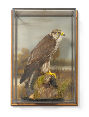 Lot 1168 - Saker Falcon (Falco cherrug), circa 2000, full mount, perched on gnarled rootwood with grasses...