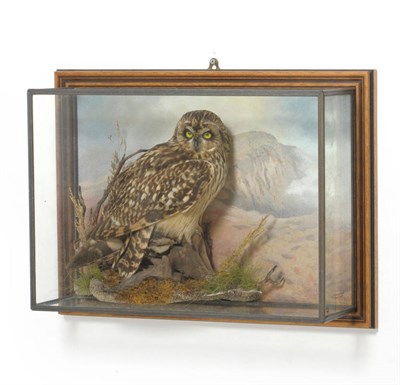 Lot 1170 - Short-Earred Owl (Asio flammeus), modern, perched on old rootwood amongst moss and grasses, against