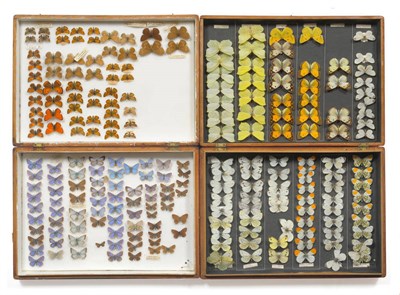 Lot 1171 - Butterflies and Moths: four deal store boxes containing British butterflies, Satyrids,...