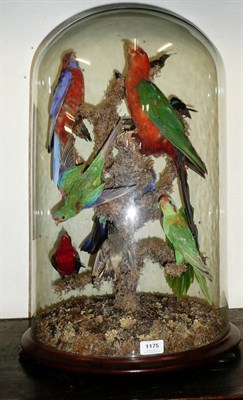 Lot 1175 - A Victorian Taxidermy Group of Twelve Exotic Birds, circa 1880, including Parakeets and...