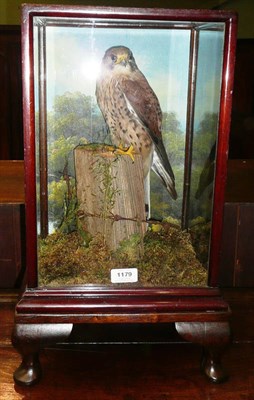 Lot 1179 - Kestrel (Falco tinnunculus), circa 1920, full mount, perched on a fence top amongst barbed...