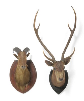 Lot 1180 - Himalayan Tahr (Hemitragus jemlahicus), Theobald Bros, Taxidermist's, Mysore, S India, numbered...