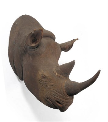 Lot 1181 - Black Rhinoceros (Diceros bicornis), Rowland Ward, 1911, head mount, anterior horn longest...