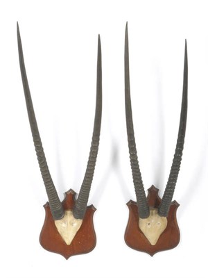 Lot 1183 - Beisa Oryx (Oryx beisa beisa), circa 1890, two pairs of horns on cut frontlets, record class,...