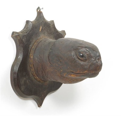 Lot 1187 - Galapagos Giant Tortoise (Chelonoidis nigra), circa 1870, head mount, on the original ebonised wood