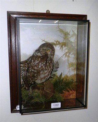 Lot 1192 - Little Owl (Athene noctua), circa 1920, recased by A J Armistead, Darlington, 2001, full mount,...