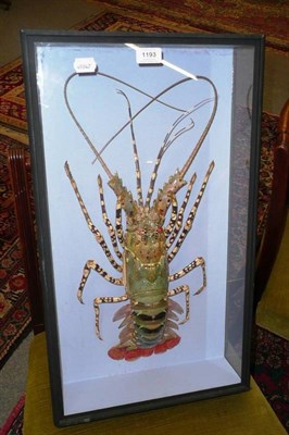 Lot 1193 - Lobster, modern, full mount, in a glazed case, 37cm by 12cm by 63cm