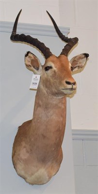 Lot 1437 - Taxidermy: Common Impala (Aepyceros melampus), modern, South Africa, adult male shoulder mount...